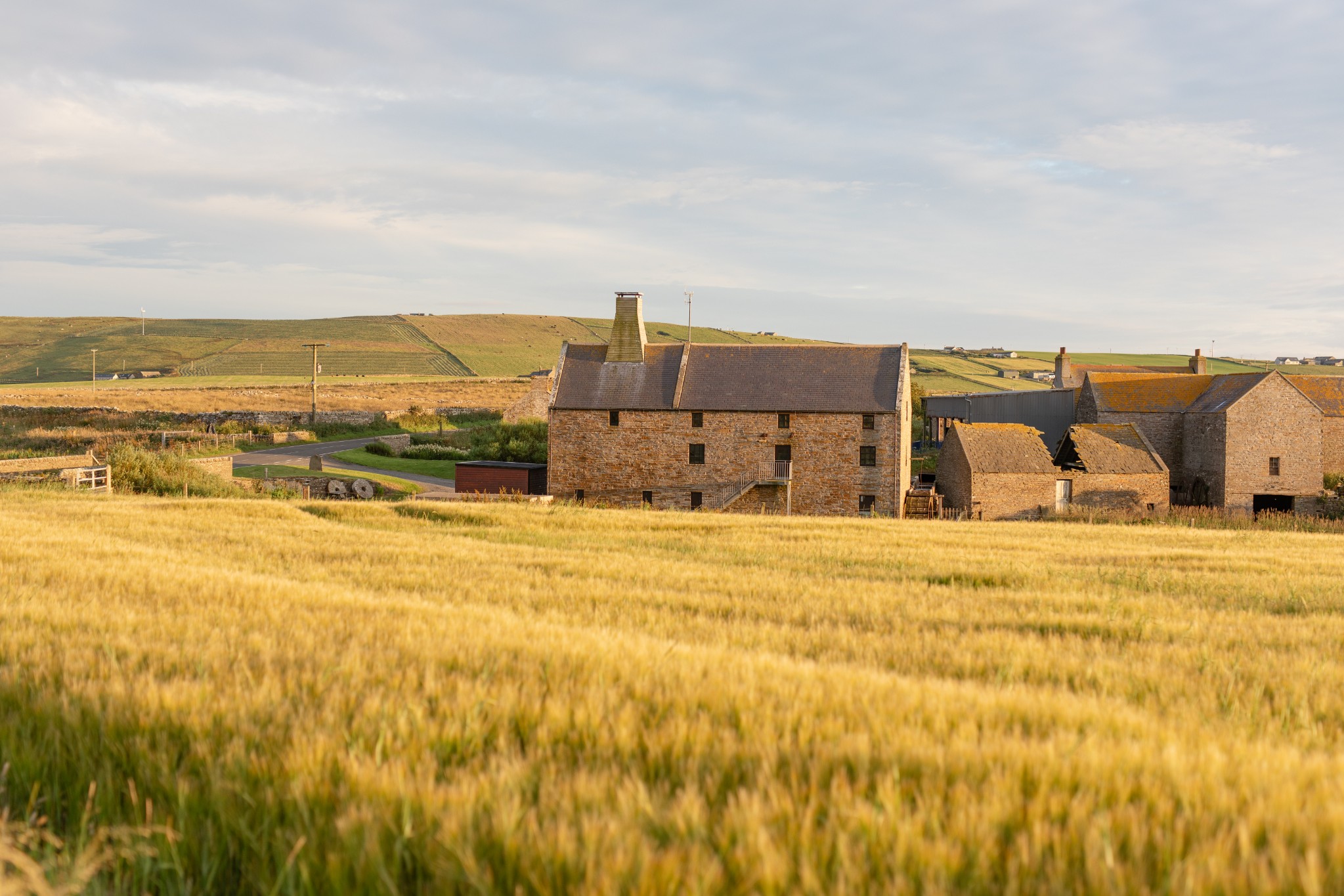 Barley field at the Barony Mill, Orkney