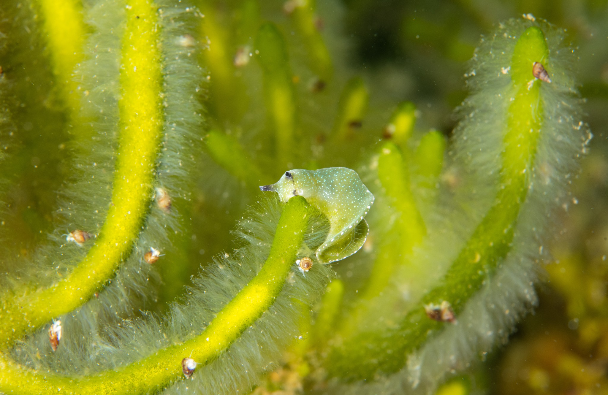 Solar sea slug, Orkney - image by Raymond Besant