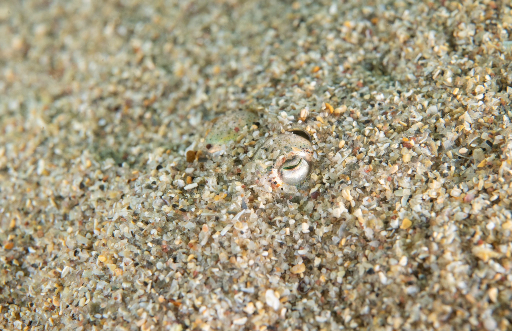 Bobtail squid, Orkney - image by Raymond Besant