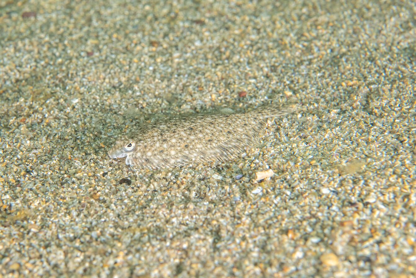 Flatfish, Orkney - image by Raymond Besant
