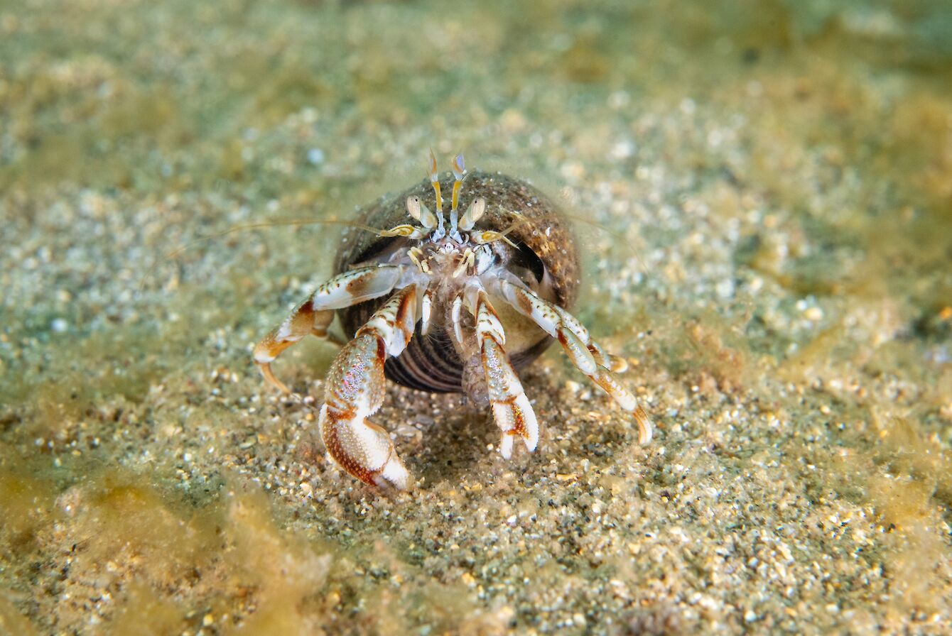 Hermit crab, Orkney - image by Raymond Besant