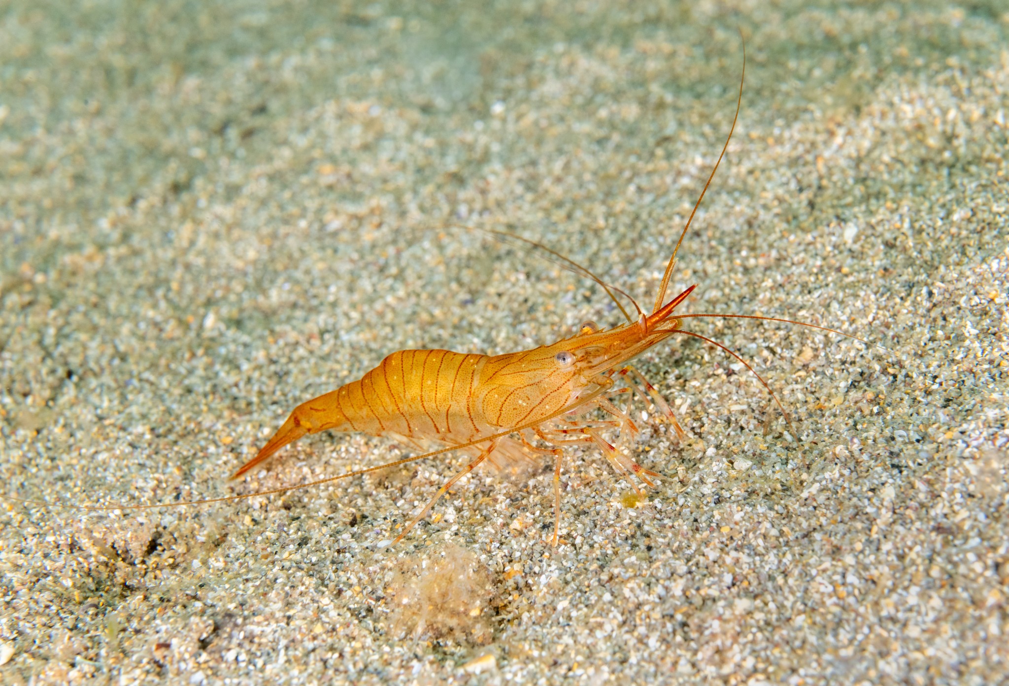 Prawn, Orkney - image by Raymond Besant