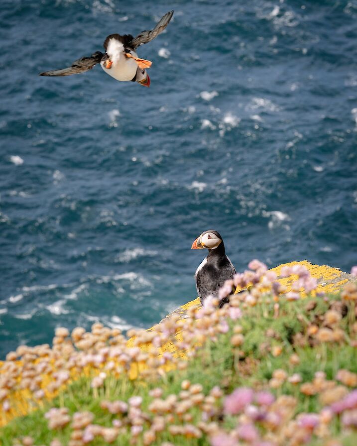 Puffins, Westray