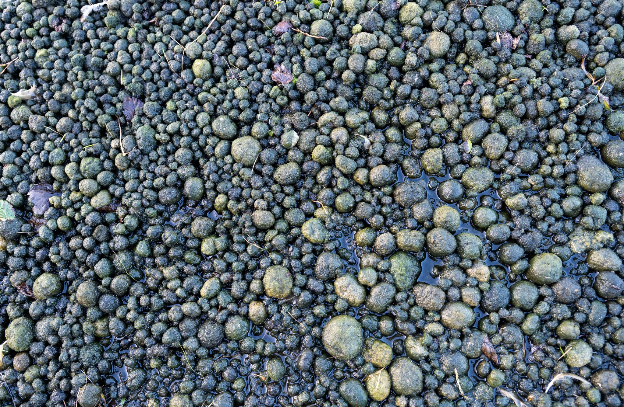 Cladophora in Orkney - image by Raymond Besant
