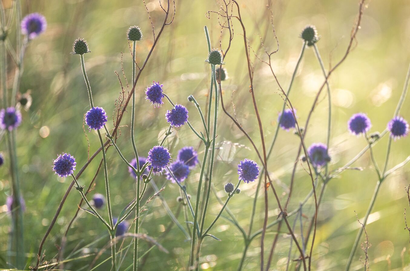 Devils bit scabious, Orkney - image by Raymond Besant