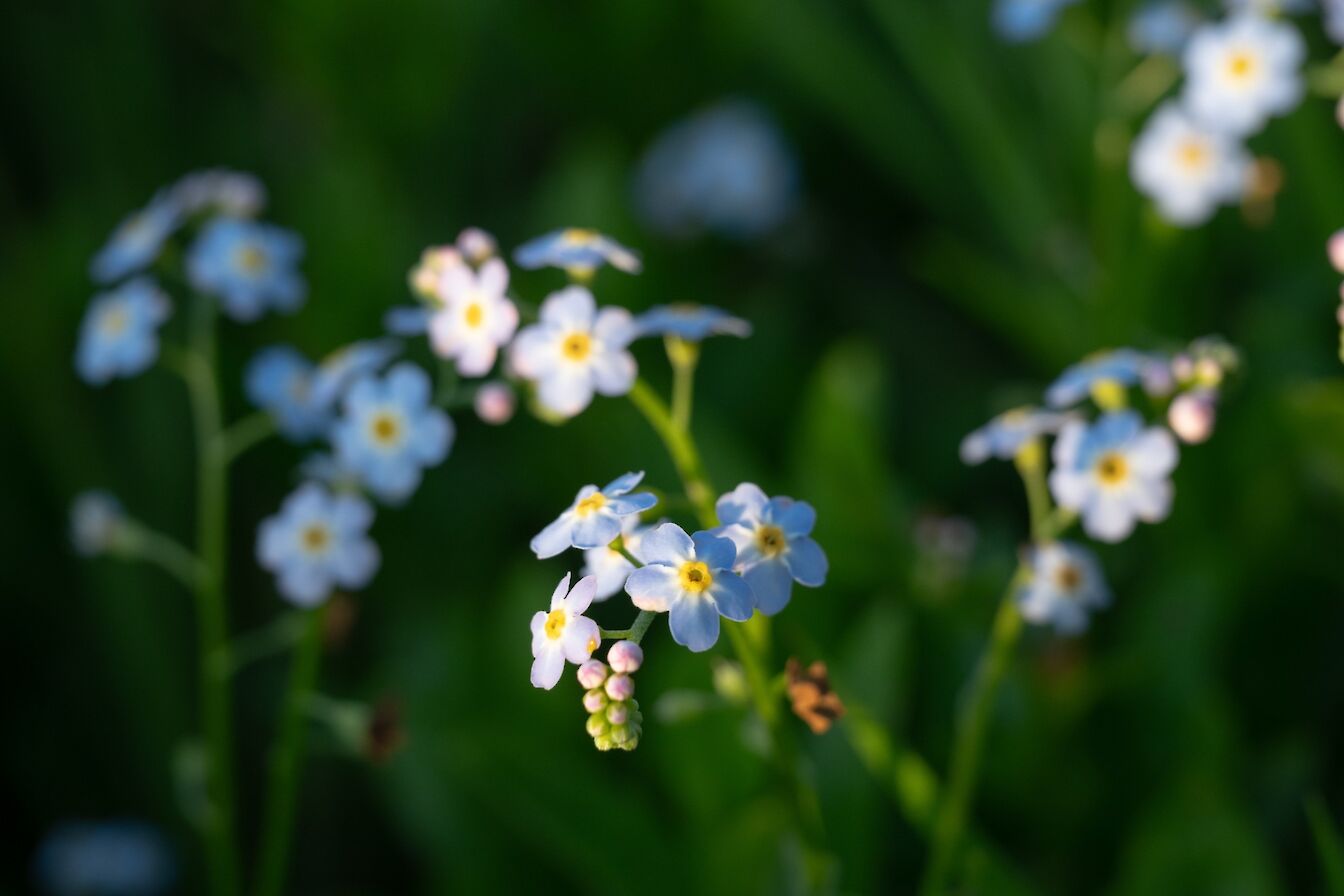 Forget me not in Orkney - image by Raymond Besant