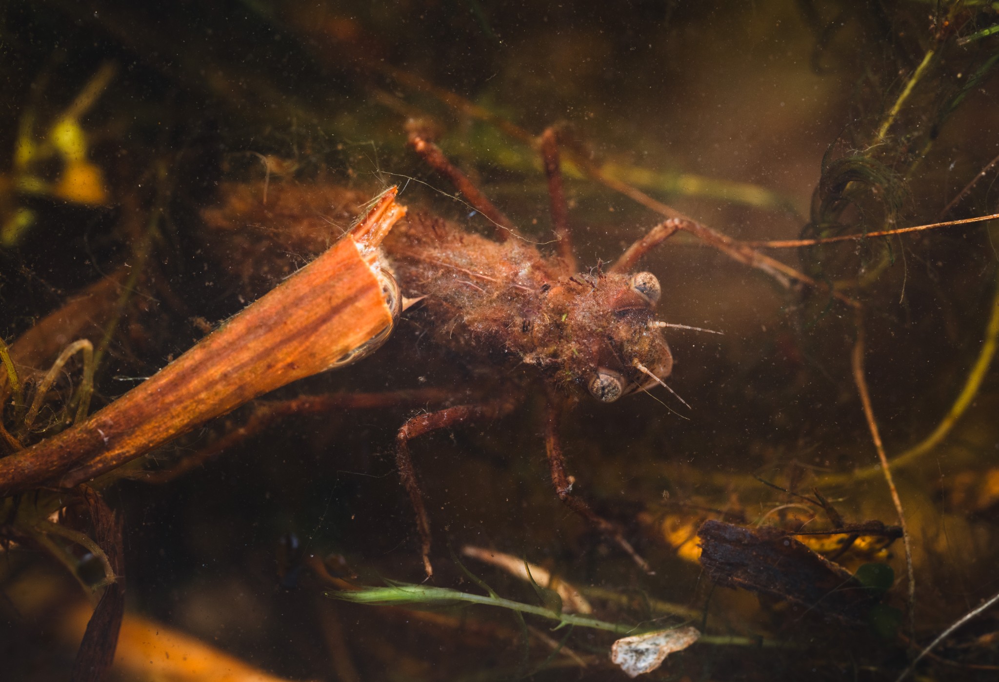 Black darter nymph, Orkney - image by Raymond Besant