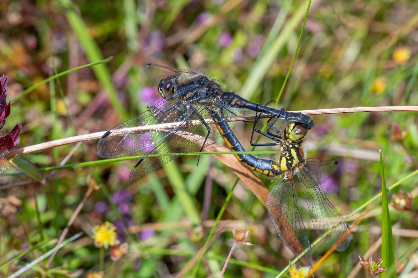 Black darters, Orkney - image by Raymond Besant