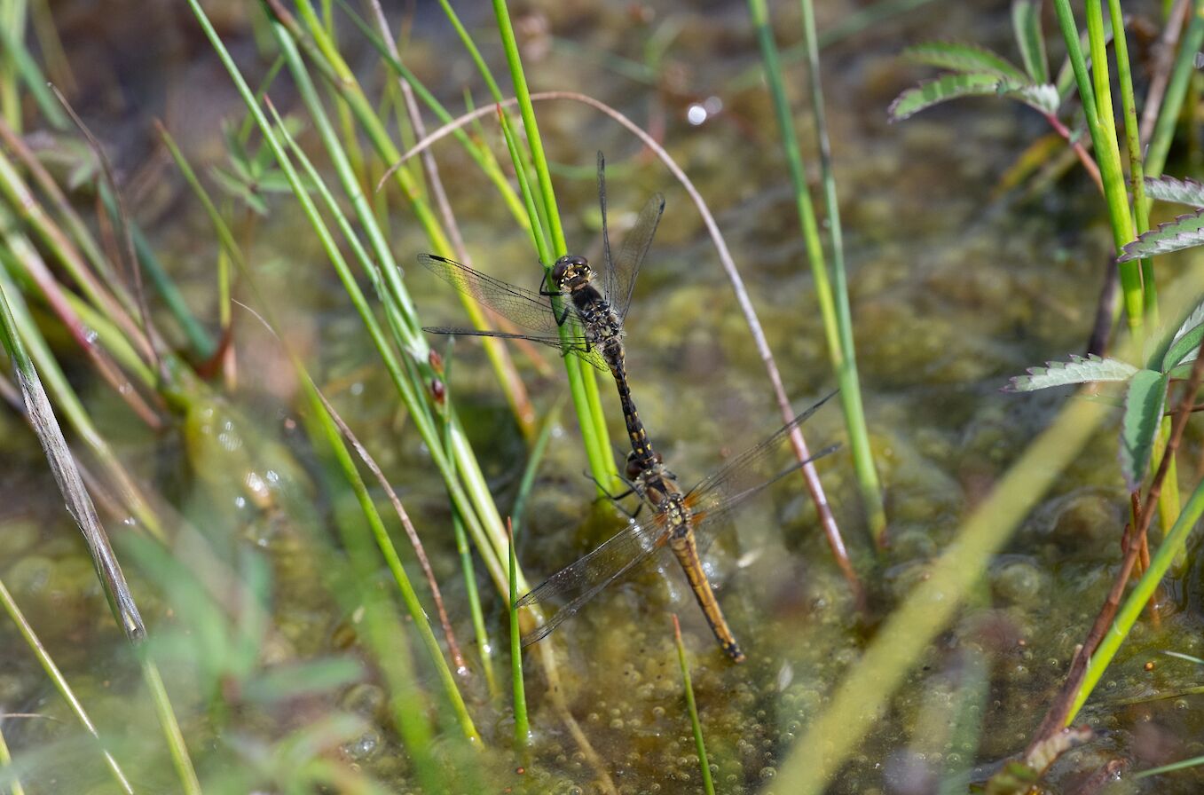 Black darters, Orkney - image by Raymond Besant