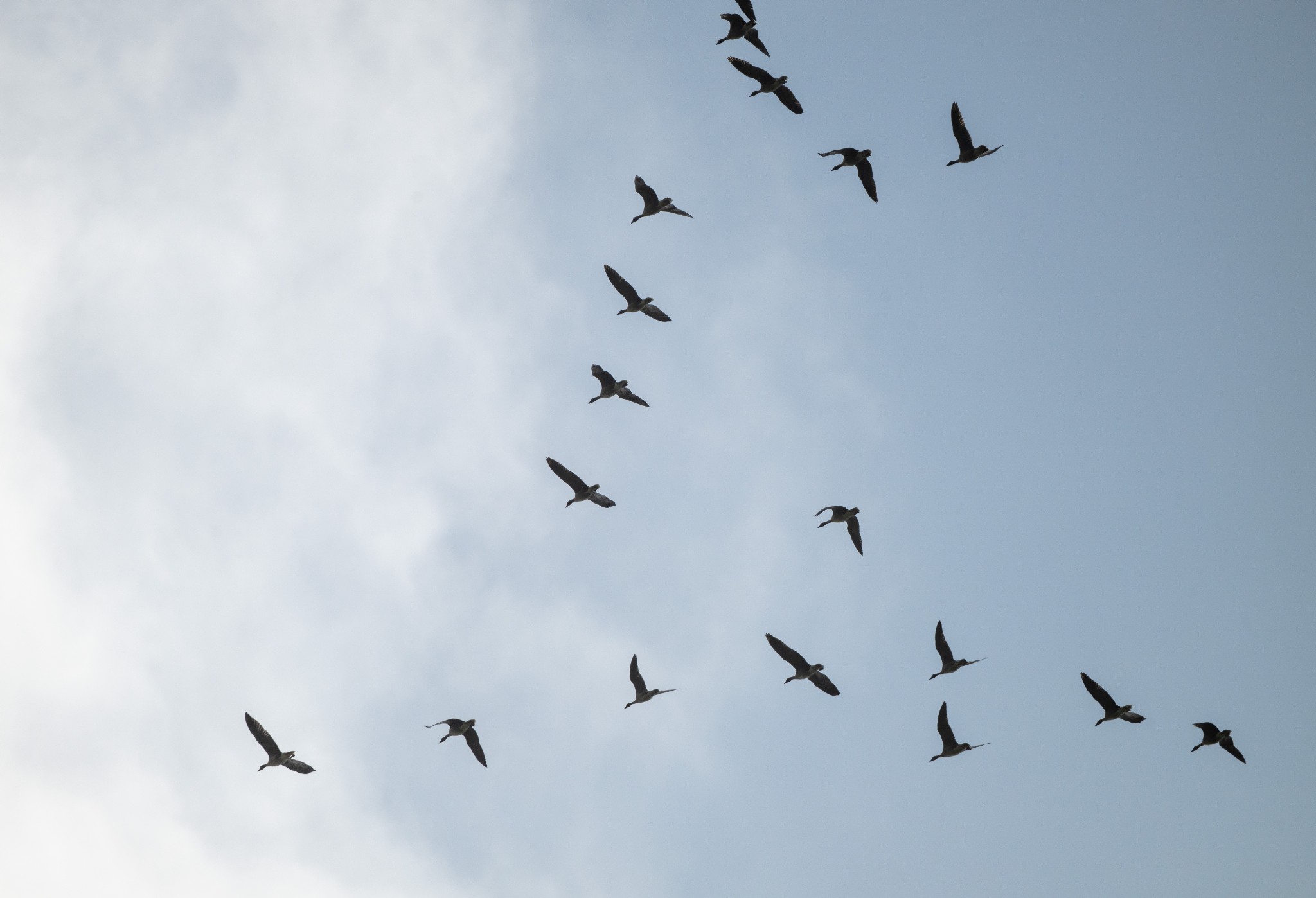 Pink-footed geese. Orkney - image by Raymond Besant