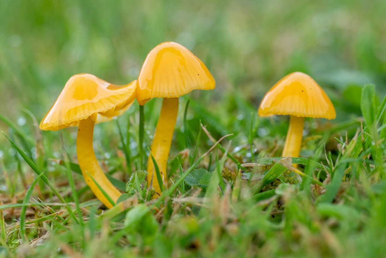 Golden waxcap, Orkney - image by Raymond Besant