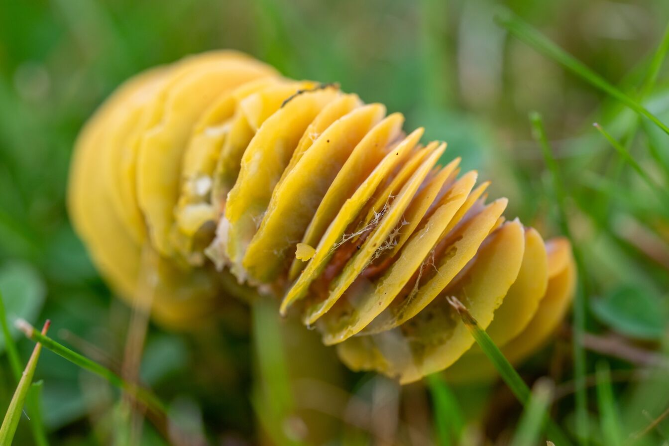Parrot waxcap, Orkney - image by Raymond Besant
