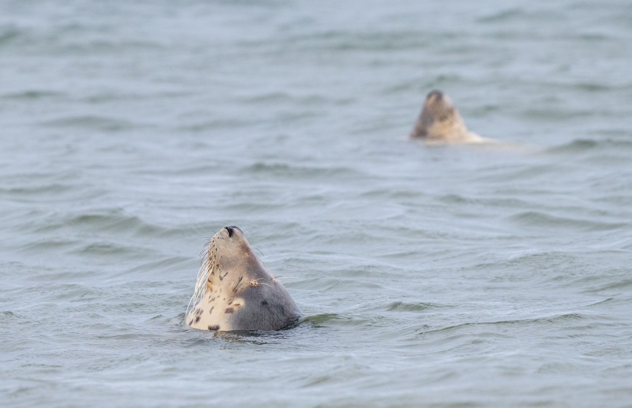 Grey seals, Orkney - image by Raymond Besant