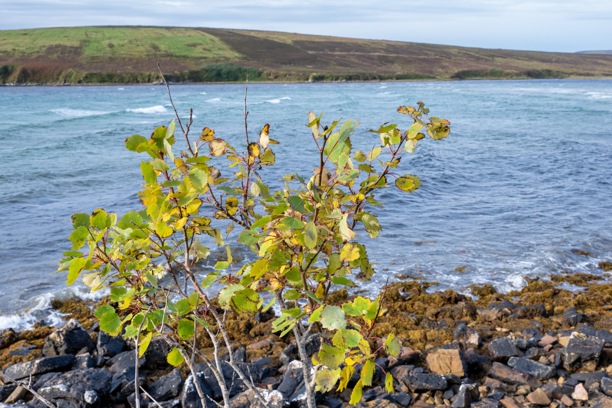 Aspen at Waulkmill, Orkney